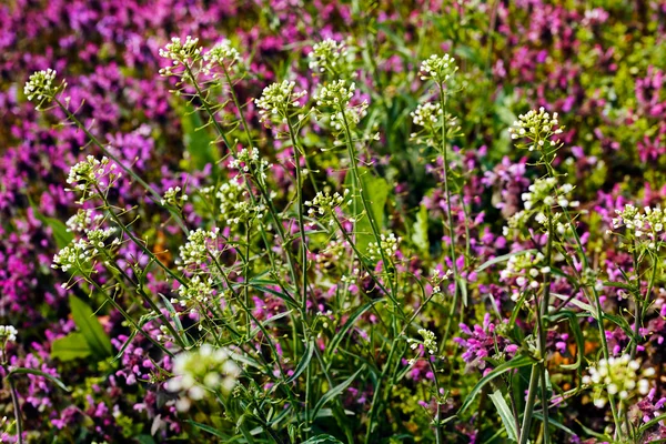 Tipos Flores Prado Note Profundidade Rasa Campo — Fotografia de Stock