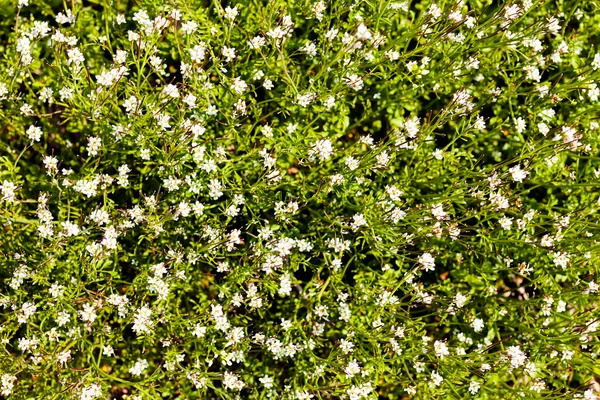 Pequenas Flores Brancas Prado Observe Profundidade Rasa Campo — Fotografia de Stock
