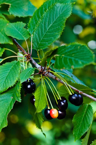 Cherrys Hitam Pada Cabang Dengan Dedaunan Hijau Catatan Kedalaman Dangkal — Stok Foto