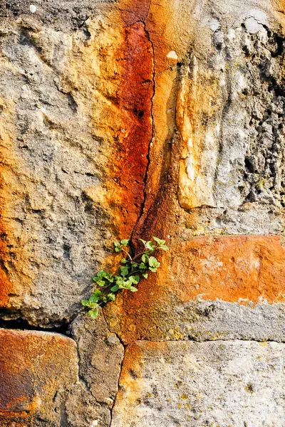 Parede Pedra Com Planta — Fotografia de Stock