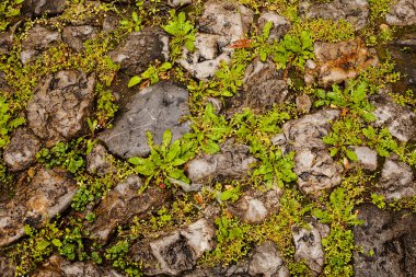Bitkilerle dolu taş duvar