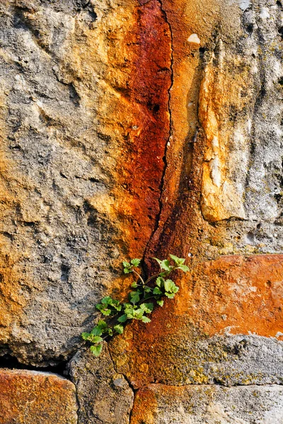 Kőfal Növényekkel — Stock Fotó