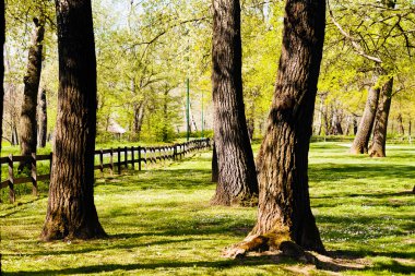 Ormandaki tahtadan çitler, sığ alan derinliğine dikkat edin.
