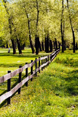 Ormandaki tahtadan çitler, sığ alan derinliğine dikkat edin.