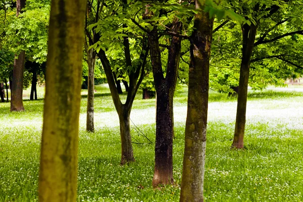 Bosque Verde Primavera Nota Poca Profundidad Campo — Foto de Stock