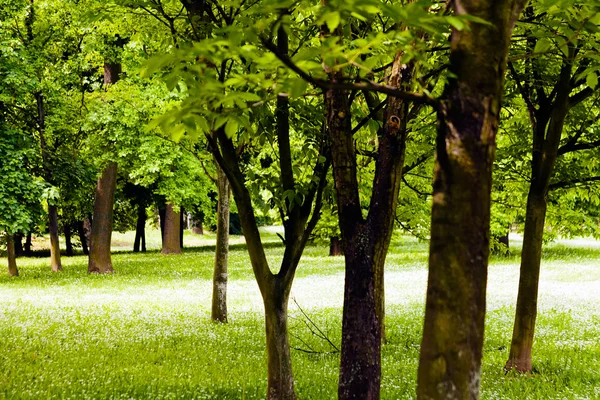 Bosque Verde Primavera Nota Poca Profundidad Campo — Foto de Stock