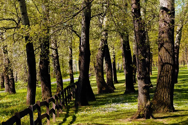 Cerca Tablones Madera Bosque Nota Poca Profundidad Campo — Foto de Stock