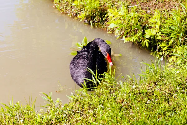 Cygne Noir Dans Nature Note Faible Profondeur Champ — Photo