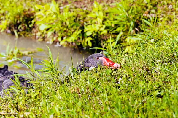 Svart Svan Naturen Notera Grunt Skärpedjup — Stockfoto