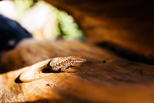 Lizard Stump Sunlight Background Note Shallow Depth Field — 스톡 사진