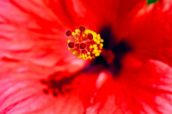 Abstracto Interior Flor Roja Nota Poca Profundidad Campo — Foto de Stock