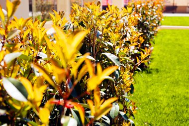 Çimlerin etrafındaki süs çitleri, yüzeysel alan derinliğine dikkat edin