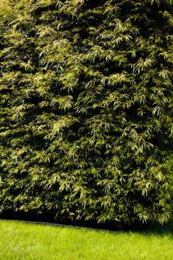 Evergreen Park, not alan sığ derinliği çitleri