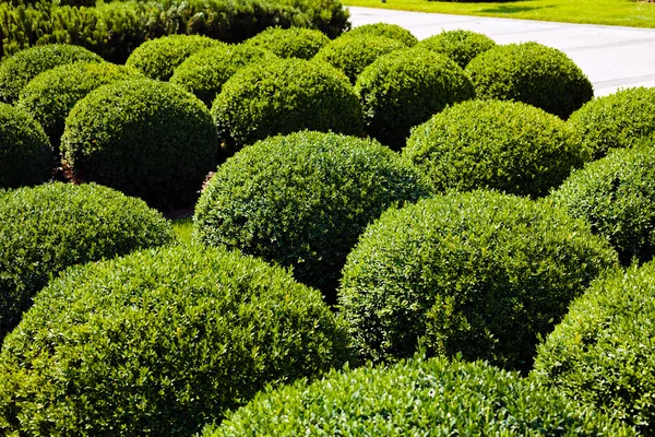 shaped ornamental bushes in parks, note shallow depth of field