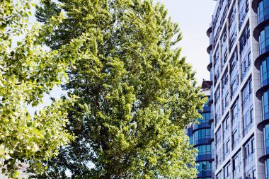 Ticari binaların önündeki ağaç, alan derinliğine dikkat edin.