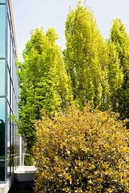 Binanın etrafındaki parkın peyzajı, sığ alan derinliğine dikkat edin