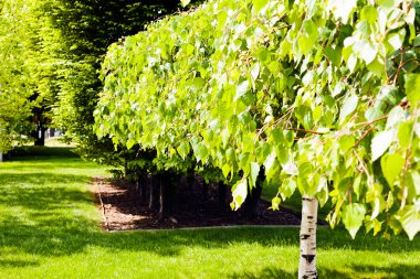 ağaçların çevresinde, not alan sığ derinliği yeşil çim ile park Avenue