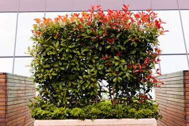  bitkilerle dolu jardiniera betonu, sığ alan derinliğine dikkat edin