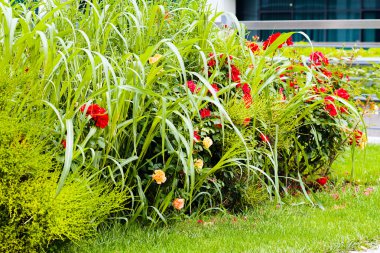Binanın etrafındaki parkın peyzajı, sığ alan derinliğine dikkat edin