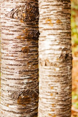 Kayın ağacı, alan derinliğini not et.