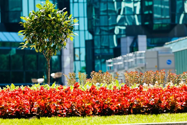 Binanın etrafındaki parkın peyzajı, sığ alan derinliğine dikkat edin