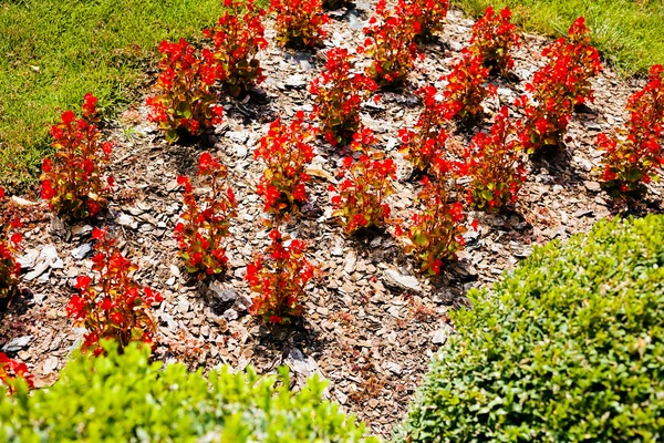 Parktaki organize çiçekler, tarlanın sığ derinliğine dikkat edin