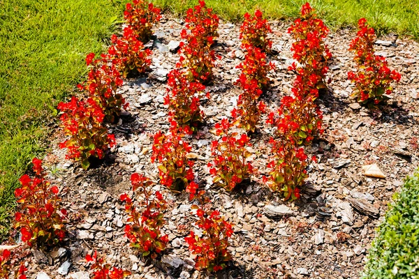 Parktaki organize çiçekler, tarlanın sığ derinliğine dikkat edin