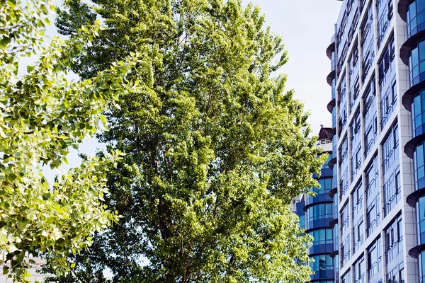 Ticari binaların önündeki ağaç, alan derinliğine dikkat edin.