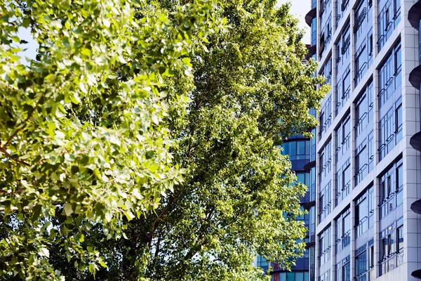 Ticari binaların önündeki ağaç, alan derinliğine dikkat edin.