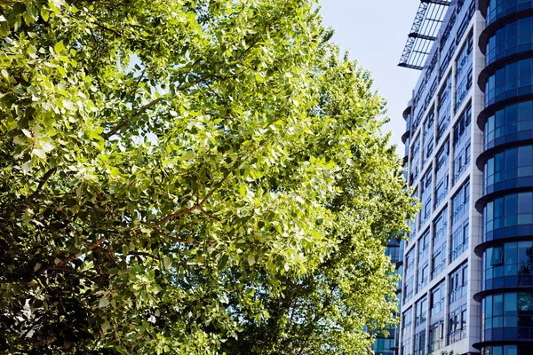 Ticari binaların önündeki ağaç, alan derinliğine dikkat edin.