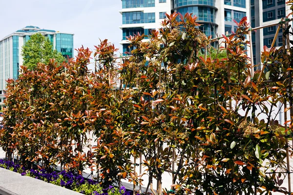  bitkilerle dolu jardiniera betonu, sığ alan derinliğine dikkat edin