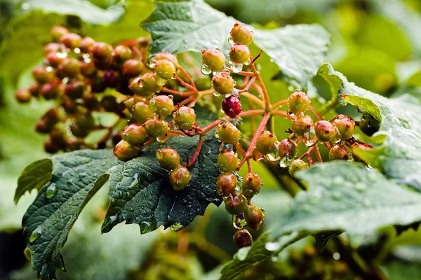 Branches Red Yellow Fruits Note Shallow Depth Field — Stock Photo, Image