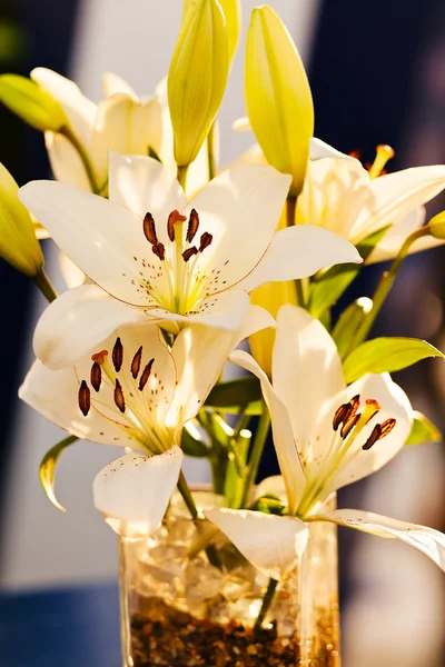 Ikebana Orquídeas Nota Poca Profundidad Campo — Foto de Stock
