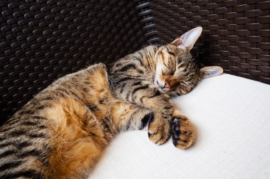 kedi bir sandalyede uyuyor