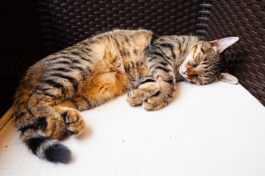 kedi bir sandalyede uyuyor