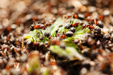 Karınca yuvasında bir sürü karınca var. Sığ alan derinliğine dikkat edin.