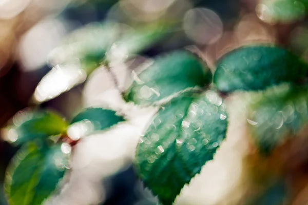 Abstraktion Grüne Blätter Nach Regen Für Verschwommenen Hintergrund — Stockfoto