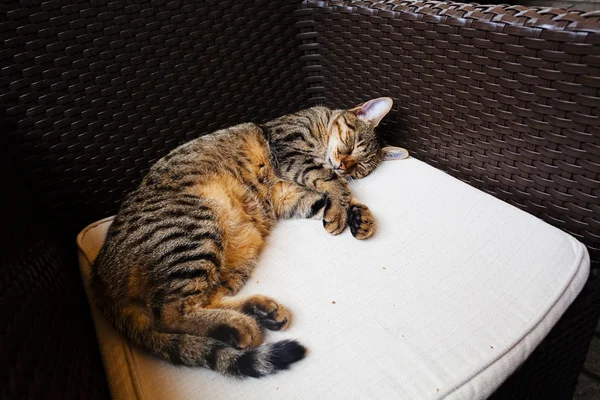 Chat Dort Sur Une Chaise — Photo