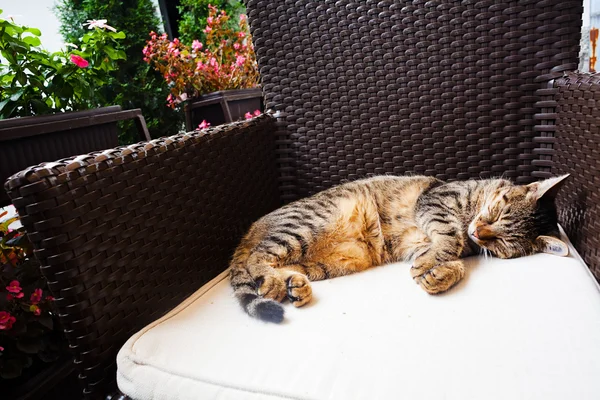 Кіт Спить Стільці — стокове фото