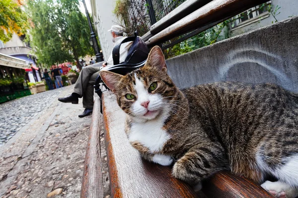 Cat Bench Next Promenade Note Shallow Depth Field — 스톡 사진