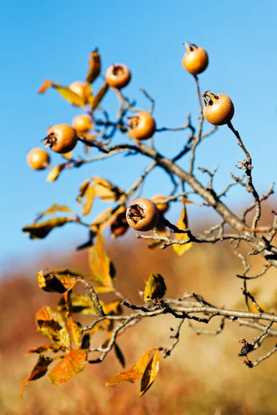 Kükremiş Meyvelerin Çıplak Dalları Sığ Alan Derinliğine Dikkat Edin — Stok fotoğraf
