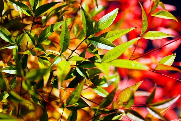 Planta Bambú Celestial Con Hermosos Colores Nota Poca Profundidad Campo —  Fotos de Stock