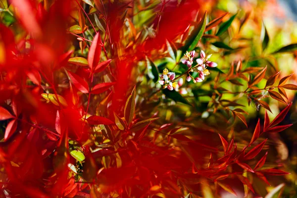 Planta Bambú Celestial Con Hermosos Colores Nota Poca Profundidad Campo —  Fotos de Stock