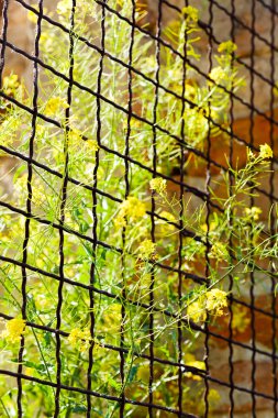 Teraslar ve avlular için metal korkuluklar. Fazla gelişmiş bitkiler. Sığ alan derinliğine dikkat edin.