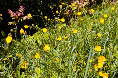 Doğadaki dağ çiçekleri, derin alan derinliğine dikkat edin.