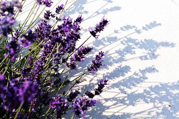 Fiore Lavanda Con Ombra Sullo Sfondo Bianco Nota Profondità Campo — Foto Stock