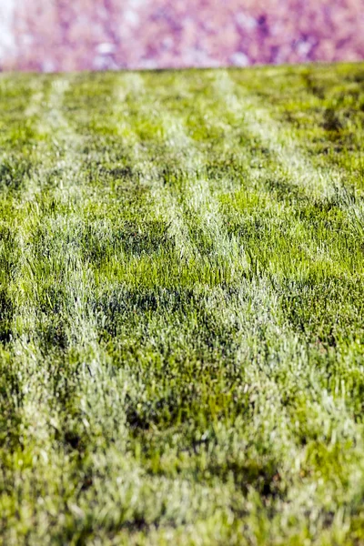 Spår Hjul Gräset Obs Kort Skärpedjup — Stockfoto