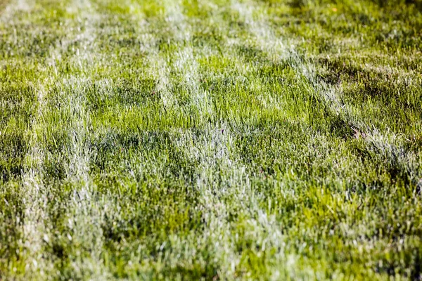 Sporen Van Wielen Het Gras Opmerking Ondiepe Scherptediepte — Stockfoto