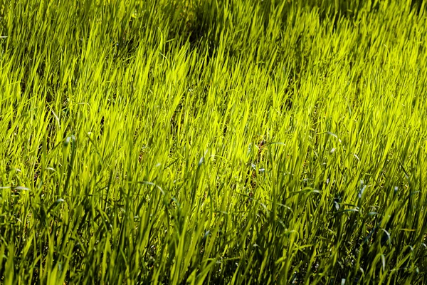 Grama verde brilhante — Fotografia de Stock