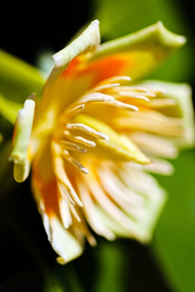 Tulip tree in nature — Φωτογραφία Αρχείου